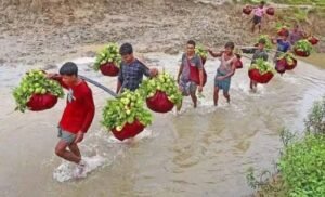 Chattogram’s ‘Kanchan Guava’ earns Tk 6cr in season, finds overseas markets