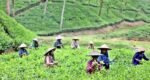Beyond the green: Smiles and struggles in Sreemangal’s tea gardens