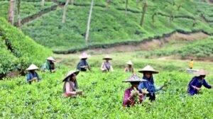 Beyond the green: Smiles and struggles in Sreemangal’s tea gardens