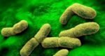 Global pneumonic plague outbreak unlikely, experts say