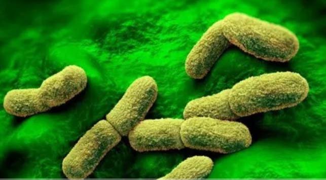 Global pneumonic plague outbreak unlikely, experts say