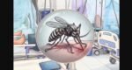 Dengue deaths reach 250 this year