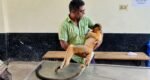 Capped langur dies after electrocution at Sreemangal tea garden