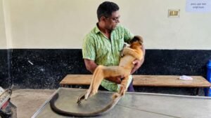 Capped langur dies after electrocution at Sreemangal tea garden